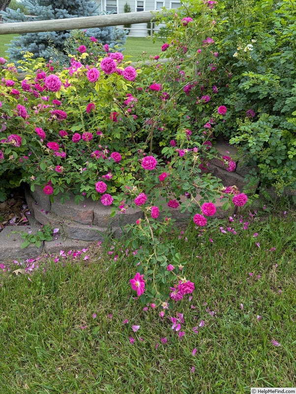 'Henri Martin' rose photo