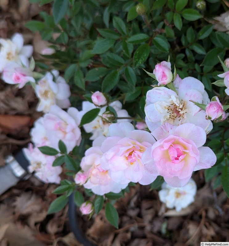 'Baby Betsy McCall' rose photo