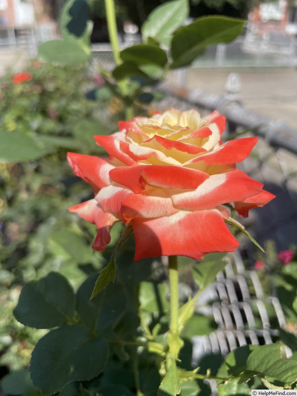 'Empress Farah' rose photo