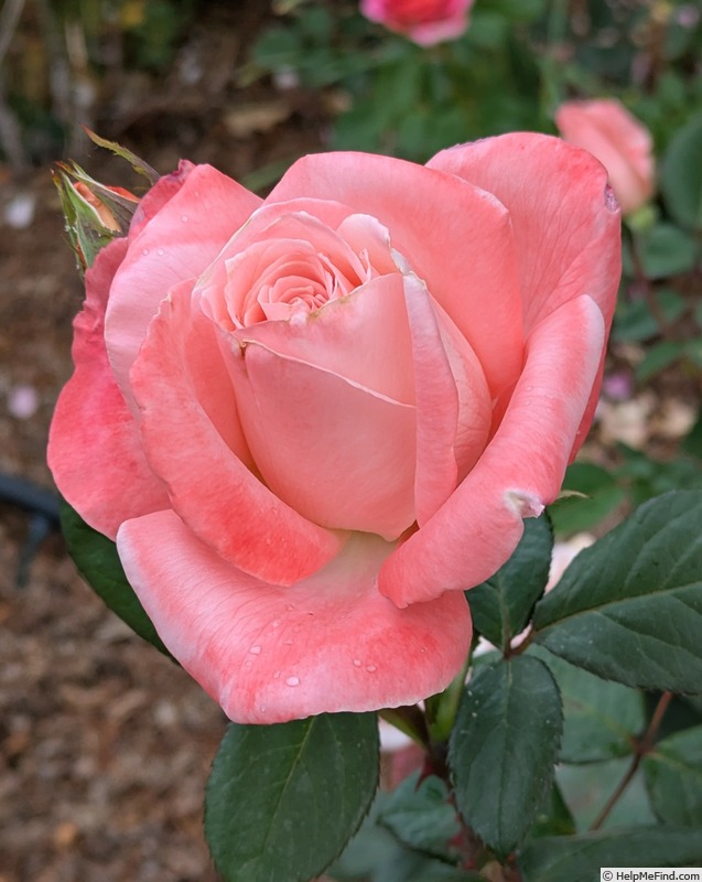 'Barbara Bush ™' rose, click to enlarge 'Barbara Bush ™' rose photo