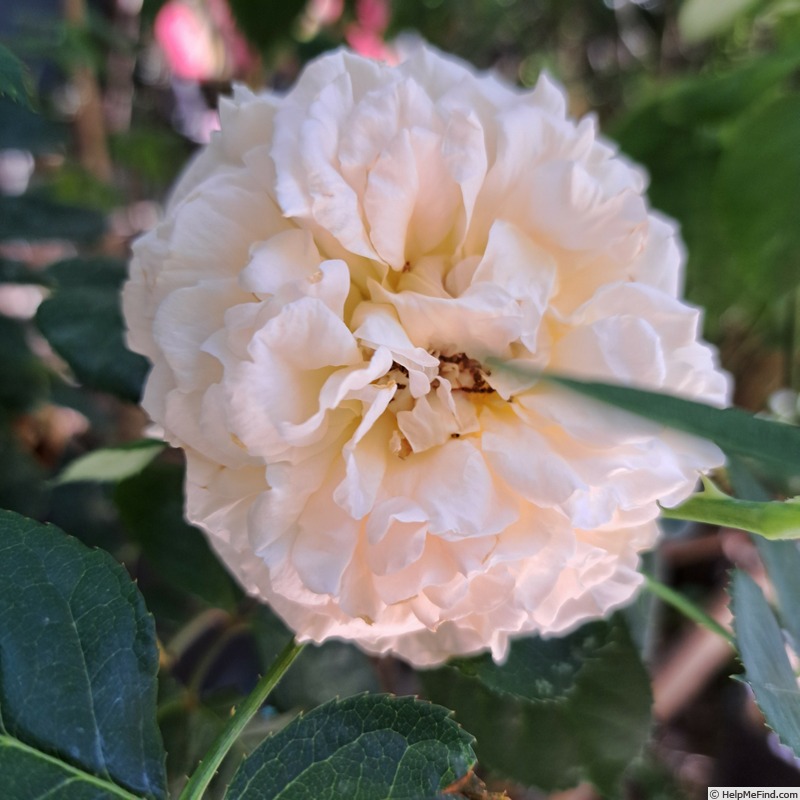 'Donatella (hybrid tea, Meilland Richardier 2009)' rose, click to enlarge 'Donatella (hybrid tea, Meilland Richardier 2009)' rose photo
