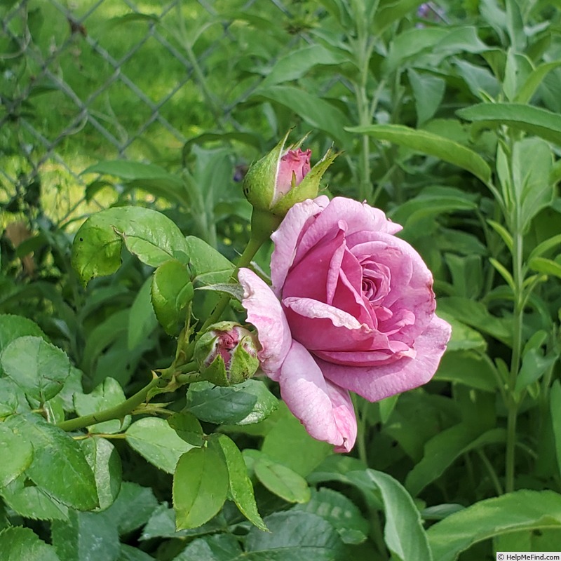 'Quicksilver ™ (climber, Kordes, 2004/16)' rose photo