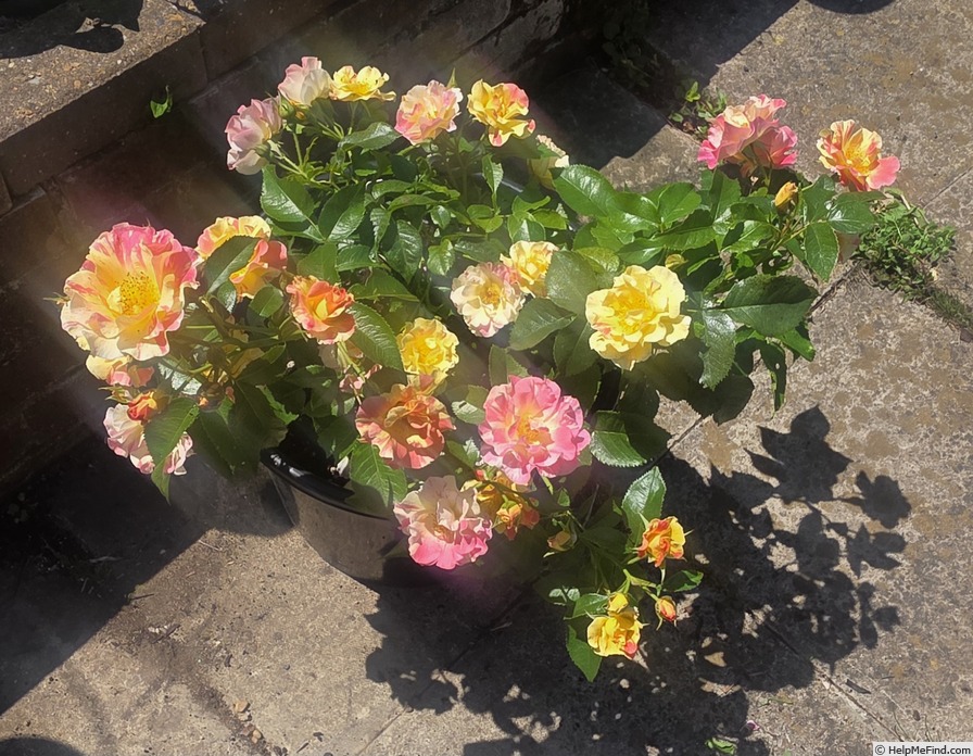 'School Spirit' rose, click to enlarge 'School Spirit' rose photo