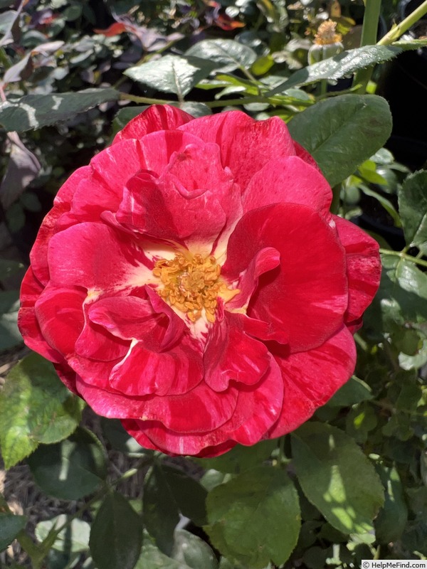 'Scentimental ™ (floribunda, Carruth 1996)' rose photo
