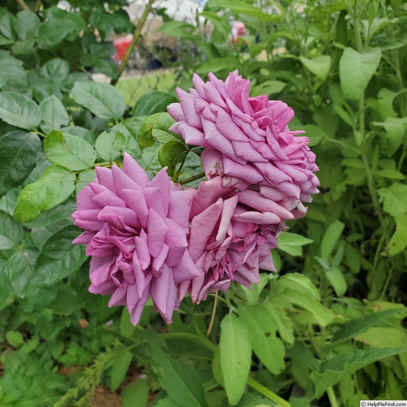 'Quicksilver ™ (climber, Kordes, 2004/16)' rose, click to enlarge 'Quicksilver ™ (climber, Kordes, 2004/16)' rose photo