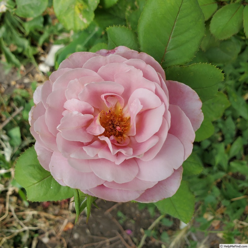 'Distant Drums (shrub, Buck 1984)' rose photo