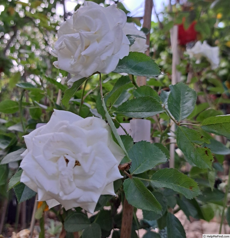 'Schneeküsschen ® (miniature, Kordes 2005/16)' rose, click to enlarge 'Schneeküsschen ® (miniature, Kordes 2005/16)' rose photo