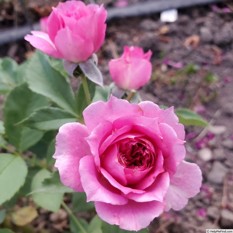 'Like No Other' rose photo