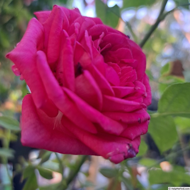 'Kazatchok ®' rose photo
