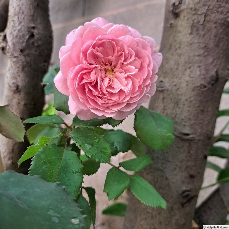 'Princess Alexandra of Kent' rose photo
