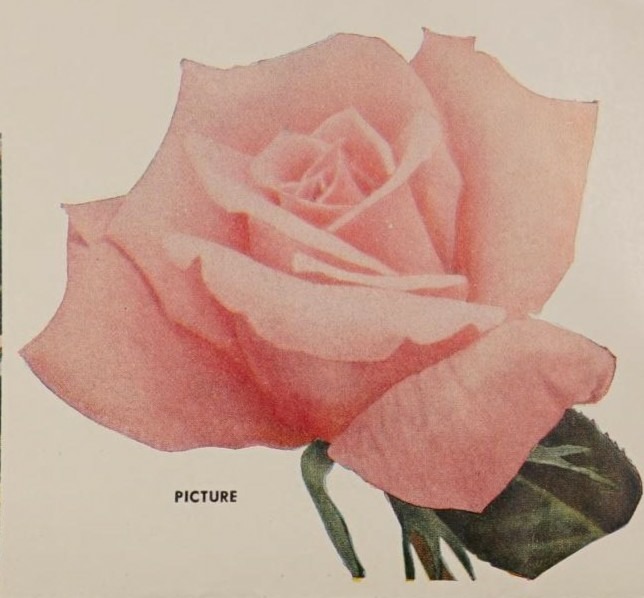 'Picture' rose, click to enlarge 'Picture' rose photo