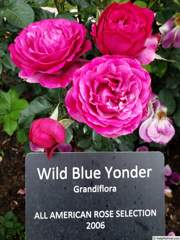 'Wild Blue Yonder ™' rose photo
