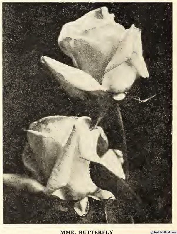 'Madame Butterfly' rose photo