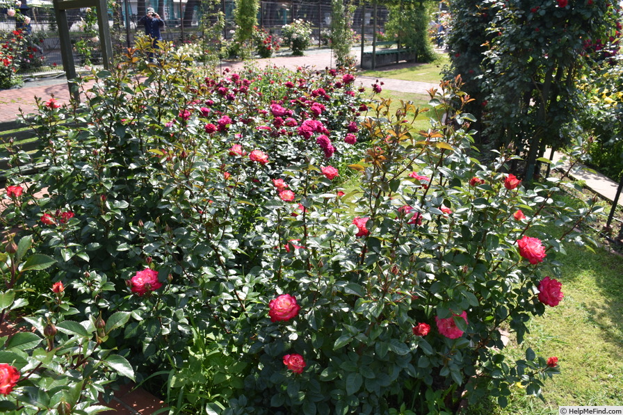 'Dick Clark ®' rose, click to enlarge 'Dick Clark ®' rose photo