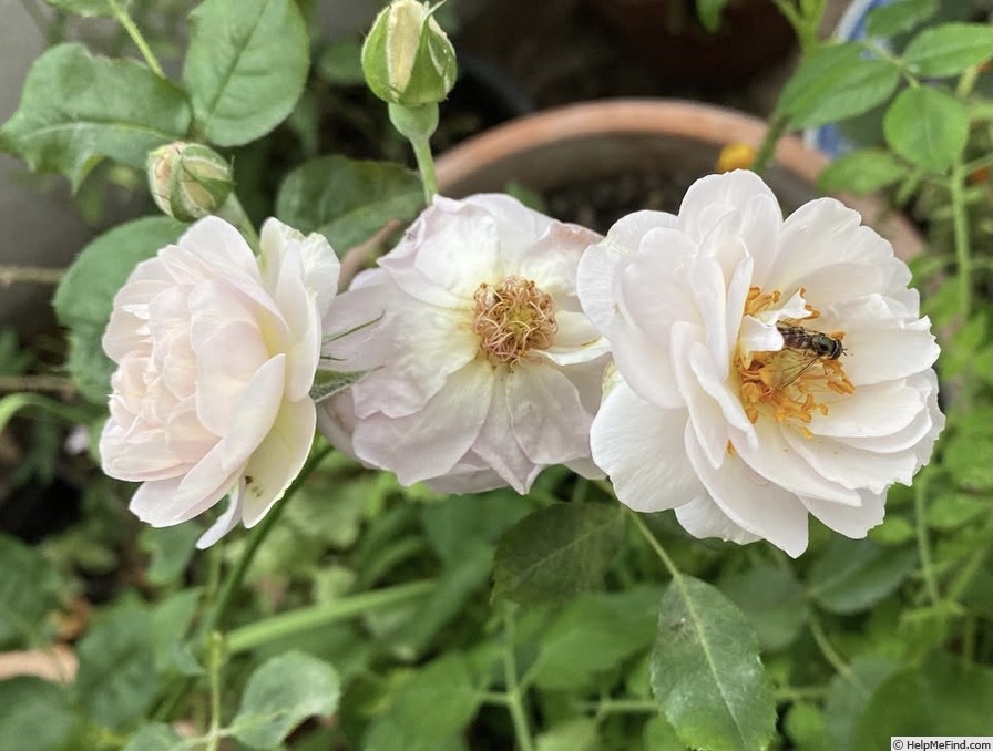 'Florence Delattre ®' rose photo