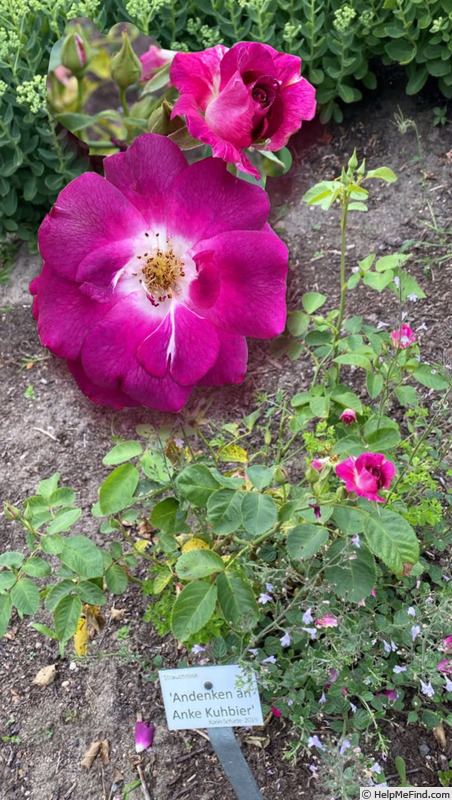 'Andenken an Anke Kuhbier' rose photo