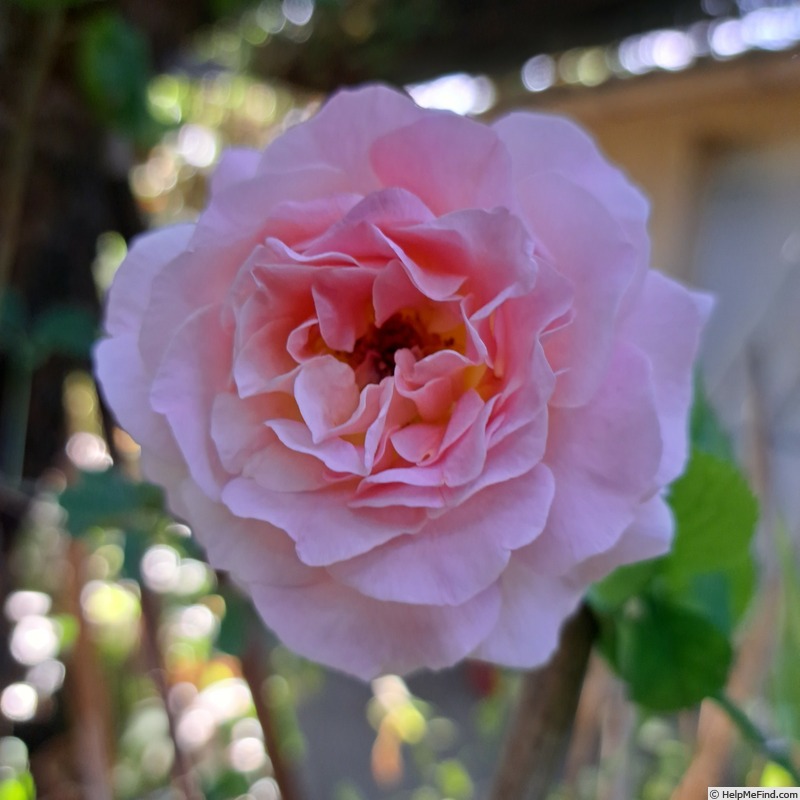 'Pink Paradise (hybrid tea, Delbard, 2004/11)' rose, click to enlarge 'Pink Paradise (hybrid tea, Delbard, 2004/11)' rose photo