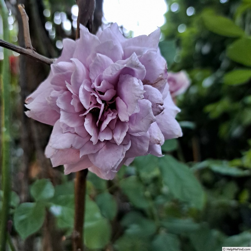 'Novalis ®' rose photo