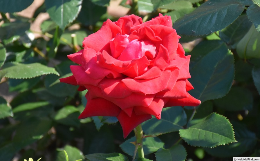 'Ingrid Bergman ®' rose photo