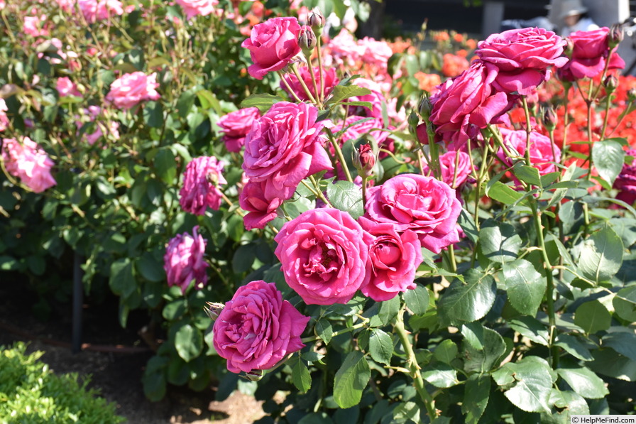 'Danjiri-bayashi '02' rose photo