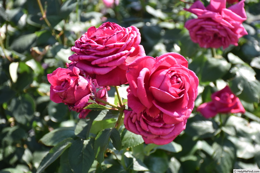 'Danjiri-bayashi '02' rose, click to enlarge 'Danjiri-bayashi '02' rose photo
