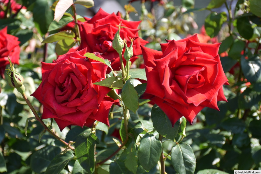 'Netsujo' rose photo