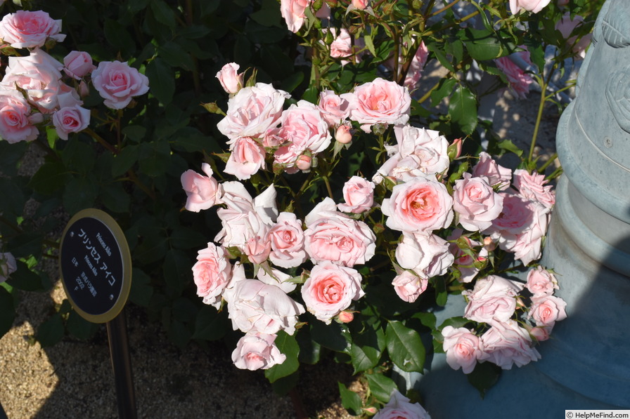 'Princess Aiko' rose photo