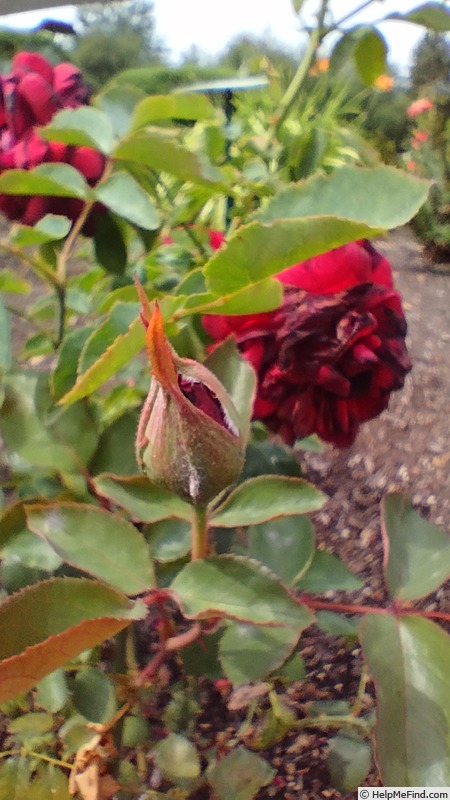 'Governor Mark Hatfield' rose photo