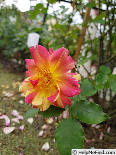 'Emma's Whims' rose, click to enlarge 'Emma's Whims' rose photo