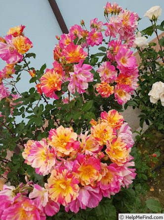 'Emma's Whims' rose, click to enlarge 'Emma's Whims' rose photo