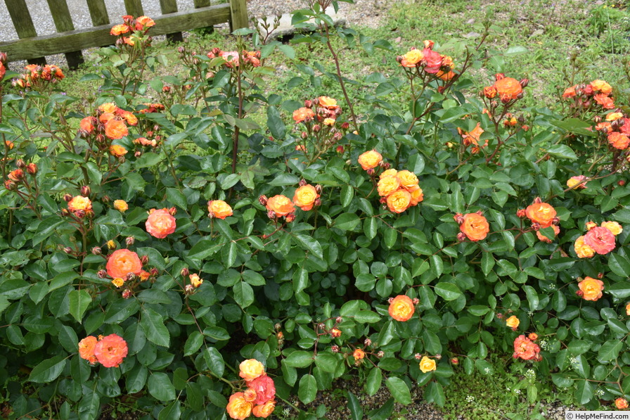 'Rumba ®' rose photo