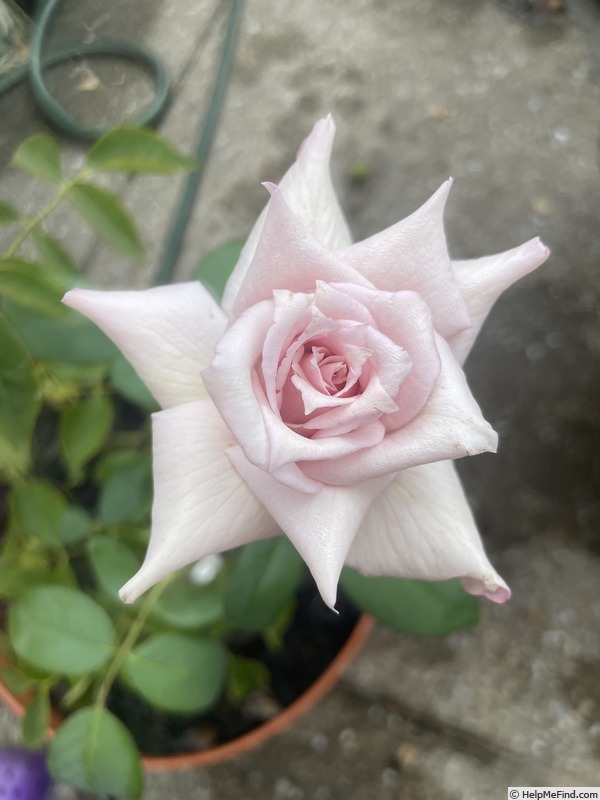 'Lady X' rose photo