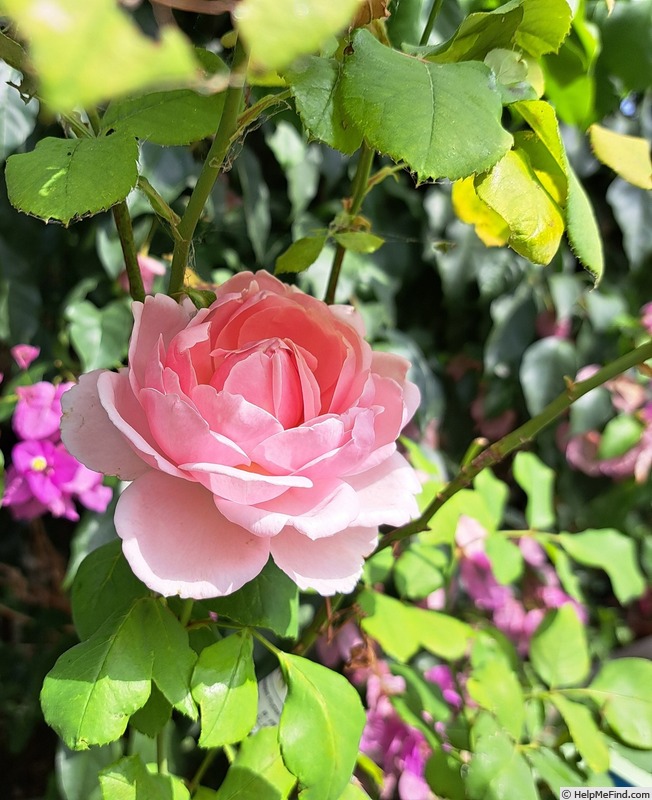 'Sophie Rochas ®' rose, click to enlarge 'Sophie Rochas ®' rose photo