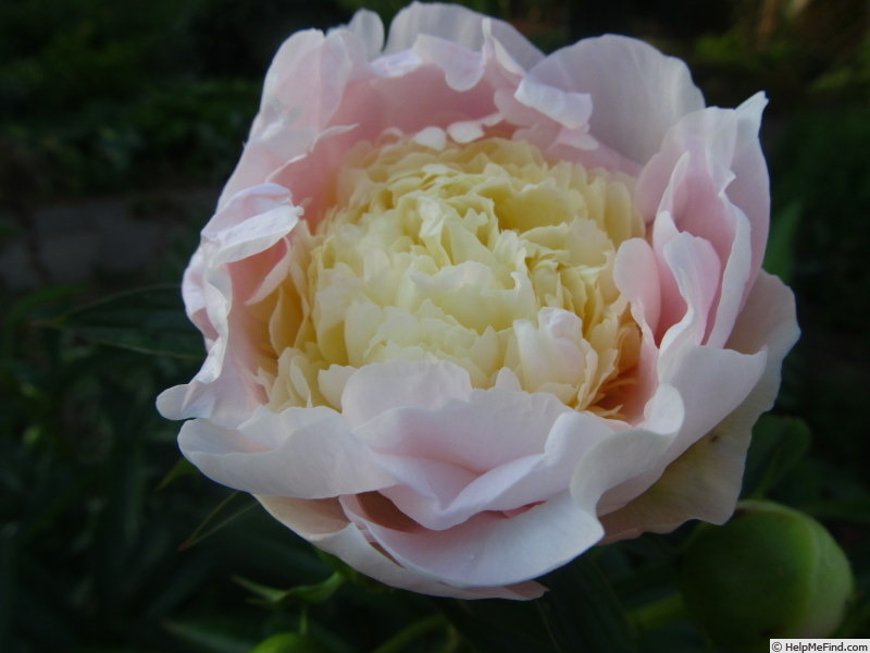 'Laura Dessert' peony photo