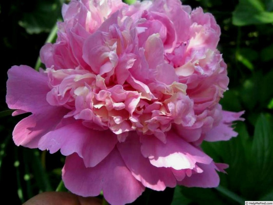 'Gloire de Charles Gombault' peony photo