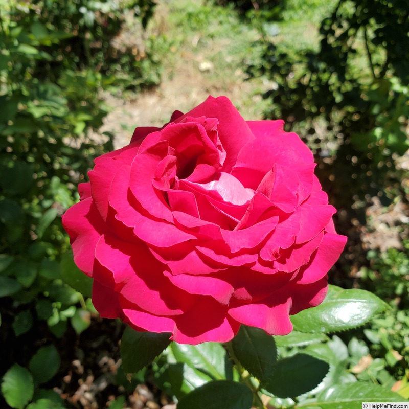 'Stiletto' rose photo