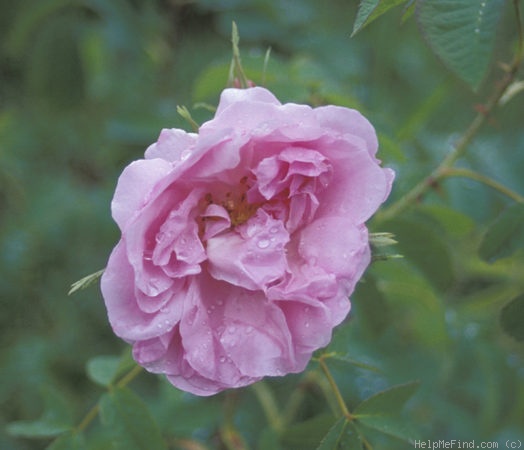 'Quatre Saisons' rose photo