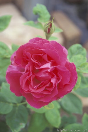 'Ulrich Brunner' rose photo