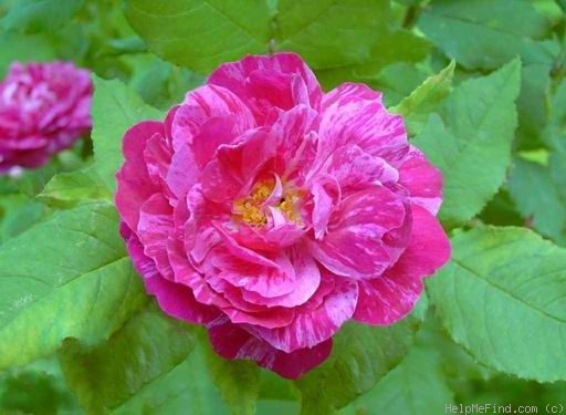 'Belle Doria (gallica, parmentier, pre 1847)' rose photo