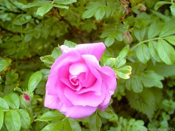 'Monte Rosa (hybrid rugosa, Baum, 1984)' rose photo