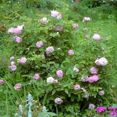 'Ispahan (damask, Unknown, before 1827)' rose photo