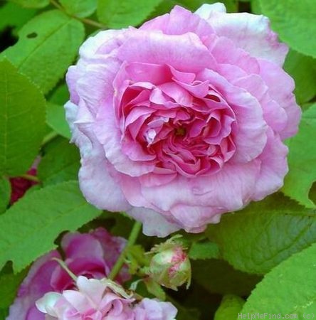 'Jenny Duval' rose photo
