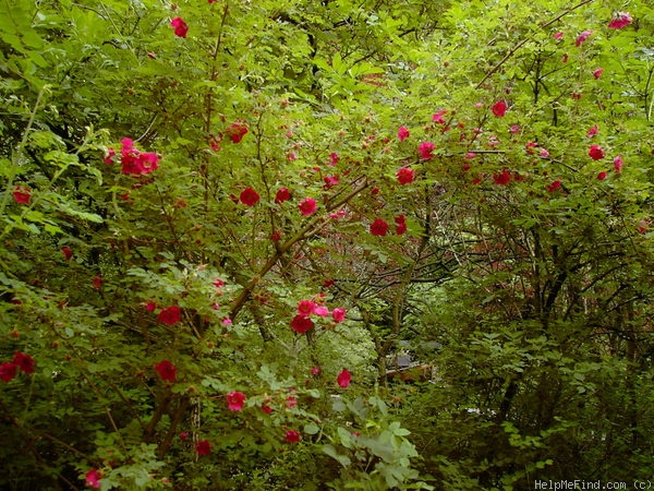 '<i>Rosa</i> x <i>moyesii</i> 'Geranium'' rose photo