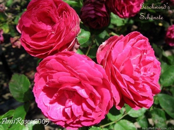 'Geschwinds Schönste' rose photo