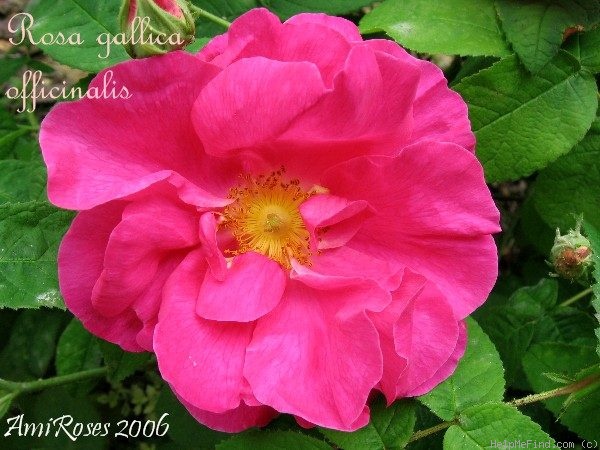 '<i>Rosa gallica</i> var. <i>officinalis</i> Ser.' rose photo