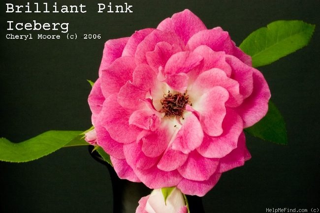 'Brilliant Pink Iceberg' rose photo