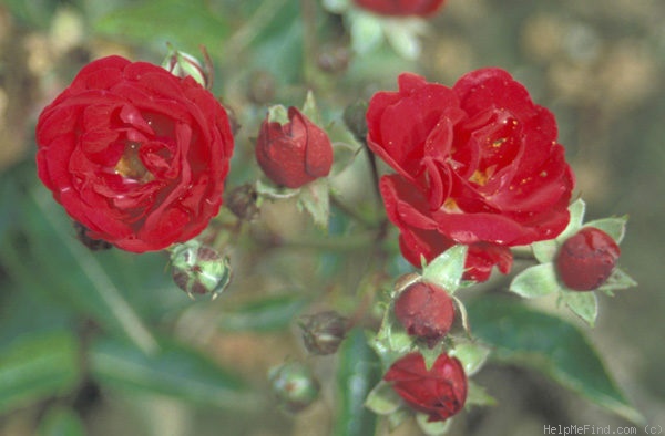 'Alberich' rose photo