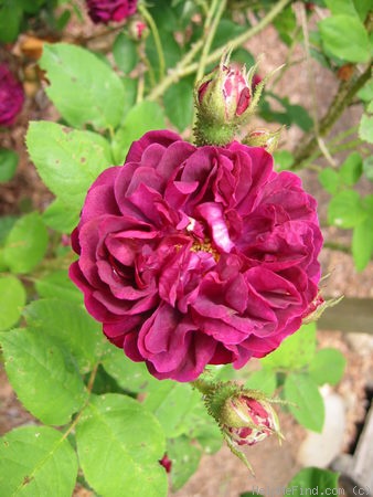 'Etna (moss, Vibert, 1845)' rose photo