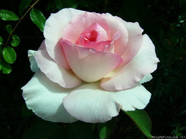 'Grand Siècle®' rose photo