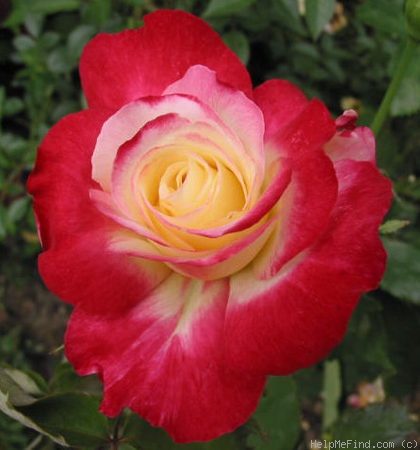 'Double Delight ®' rose photo